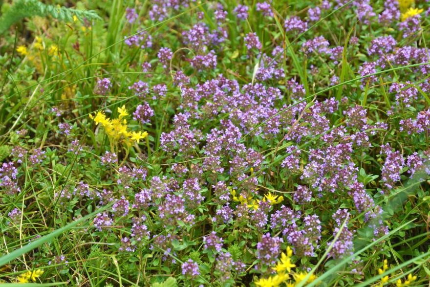 Rozkvetlá mateřídouška. Okruh kolem Fuschlsee, Solná komora, Salzkammergut, rakouské Alpy