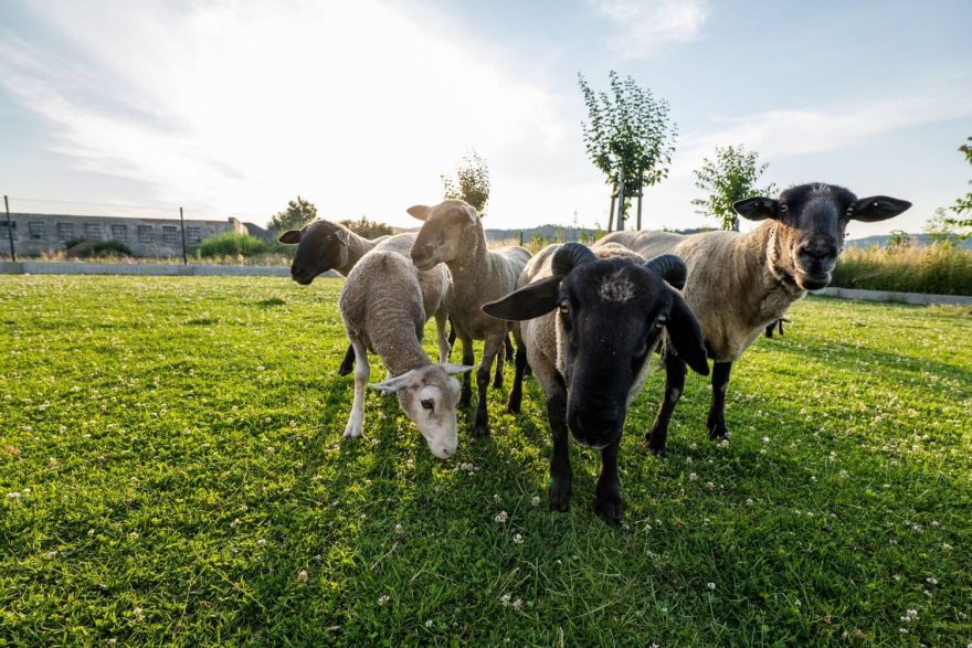 Přijeďte s dětmi nakrmit ovce, pohladit si Britu, nebo jen na kafe, zvou majitelé lyžařského a skialpového obchodu Nixski v Hranicích na Moravě.