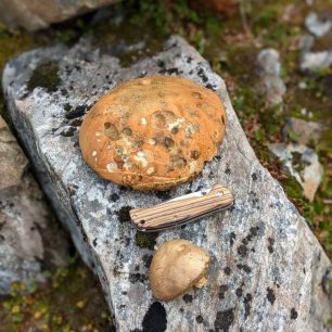 V Norsku se houby nehledají, ale sbírají. Trek v jižním Norsku.