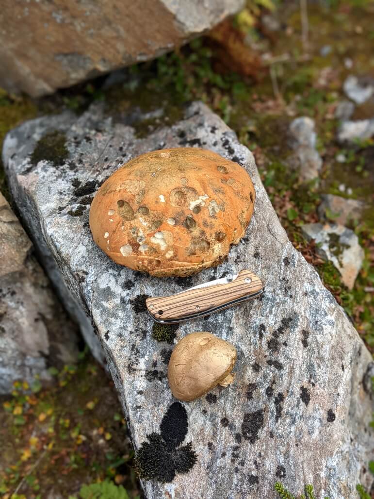 V Norsku se houby nehledají, ale sbírají. Trek v jižním Norsku.