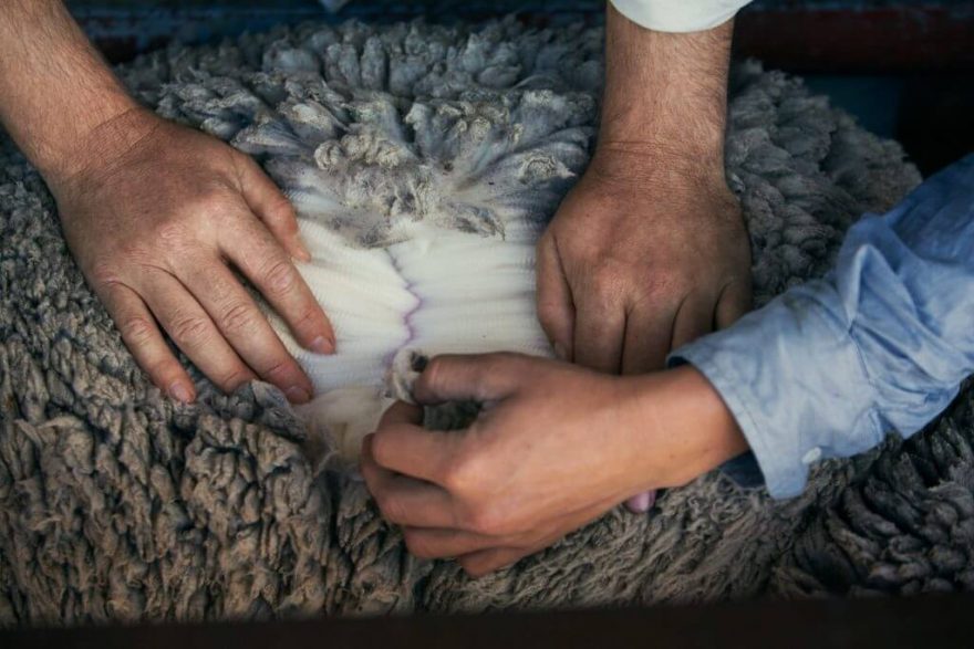 Merino oblečení se vyrábí z prvotřídní vlny ovcí stejnojmenného plemene, které se volně pasou na svěžích pastvinách Nového Zélandu, australské Tasmánie či argentinské Patagonie.
