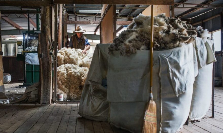 Stříhání ovcí je veliká událost, při které se střihačské kůlny nezastaví, dokud se téměř po strop nezaplní mořem nadýchané bílé vlny.