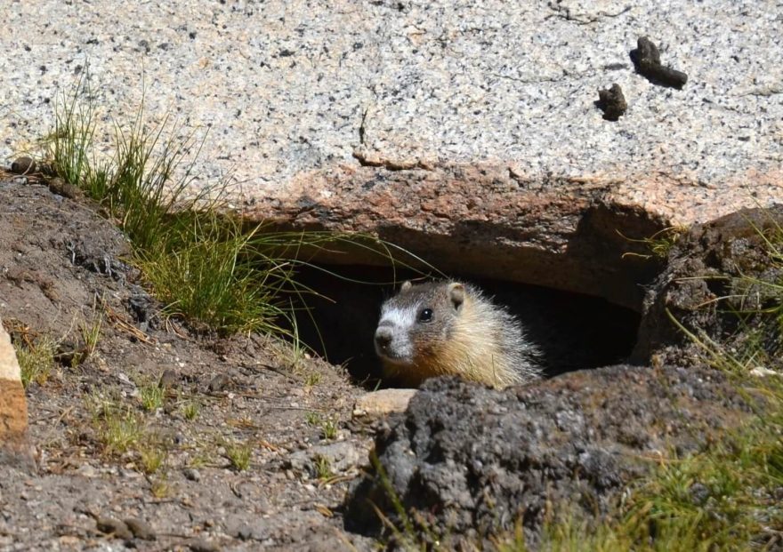 Zvědavý svišť. Yosemite NP, USA