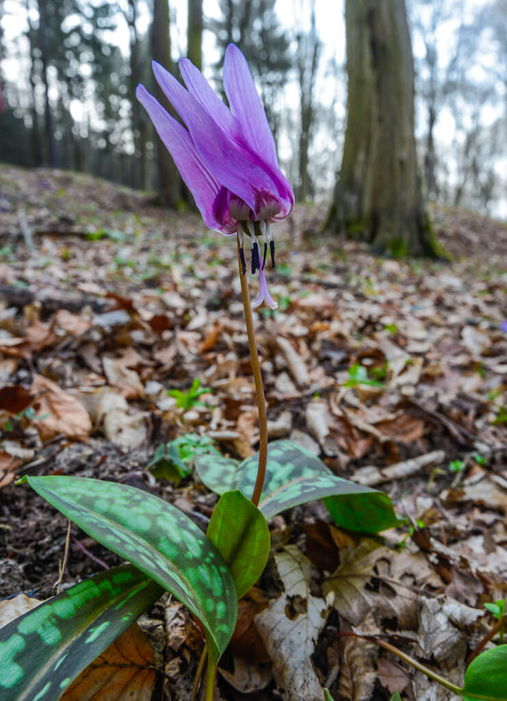 Střední povltaví, Stezka středozemím, Via Czechia