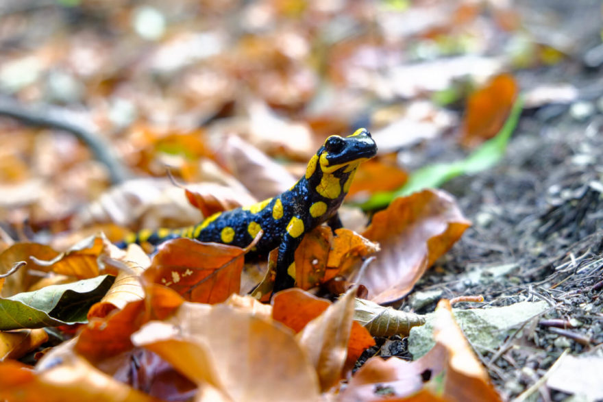 Mlok v podzimním listí. Slovensko.