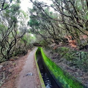 Levada do Alecrim, oblast Rabacal, Madeira.