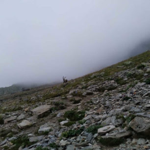 Náročný traverz čtyřtisícovek Schreckhorn a Lauteraarhorn ve Švýcarsku