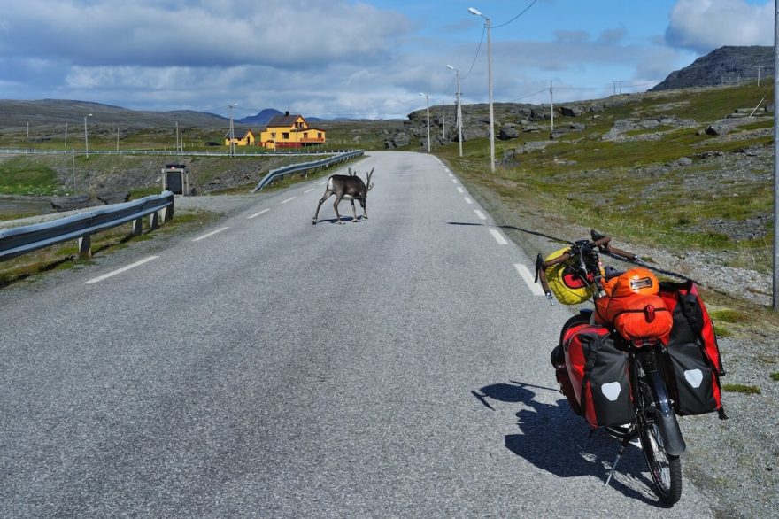 Při putování Norskem na kole můžete narazit na soby