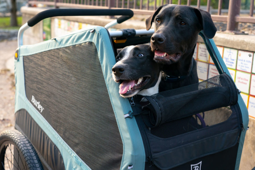 Cyklovozíky pro psy jsou tak stále oblíbenějším vybavením, které umožňuje užívat si výlety i s čtyřnohým parťákem. Vozík Burley Bark Ranger je určený pro psy do 34 kg, verze XL až do 45 kg.