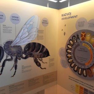 Muzeum včelařství, Radovljica, Slovinsko.