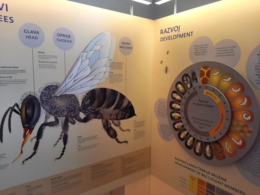 Muzeum včelařství, Radovljica, Slovinsko.