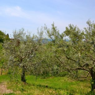 Olivový háj v okolí historického městečka Šmartno, vinařská oblast Goriška Brda, Slovinsko.