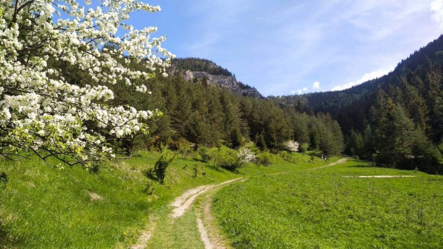 Začátek lesa za Valaskou Dubovou, Velký Choč, Slovensko