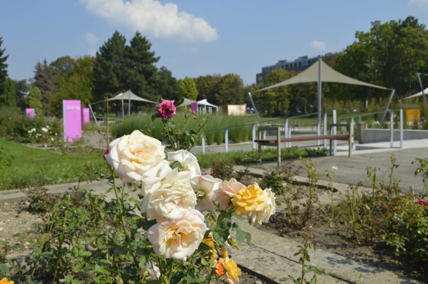 Festival Vyznání růžím: oslavy 50. výročí olomouckého rozária