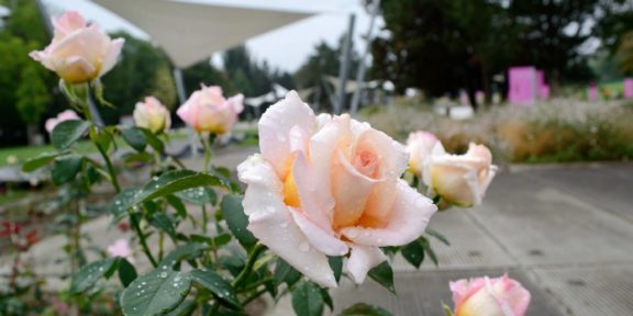 Festival Vyznání růžím: oslavy výročí olomouckého rozária
