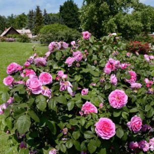 Festival Vyznání růžím: oslavy 50. výročí olomouckého rozária