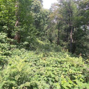 První špatný úsek, zarostlá cesta na bulharské straně, zhruba mezi vrcholy Dobro jutro a Kopren, přechod pohoří Stará planina