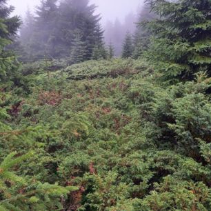 Druhý špatný úsek, neexistující pěšina mezi vrcholy Repljanska Crkva a Šilja čuka, přechod pohoří Stará planina