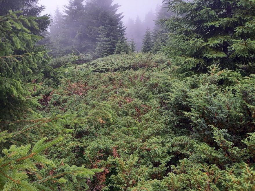 Druhý špatný úsek, neexistující pěšina mezi vrcholy Repljanska Crkva a Šilja čuka, přechod pohoří Stará planina