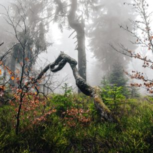 Podzimní Dvorský neboli Rýchorský les, chráněné území v Krkonoších.