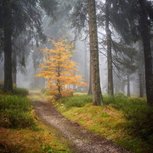 Podzimní Dvorský neboli Rýchorský les, chráněné území v Krkonoších.