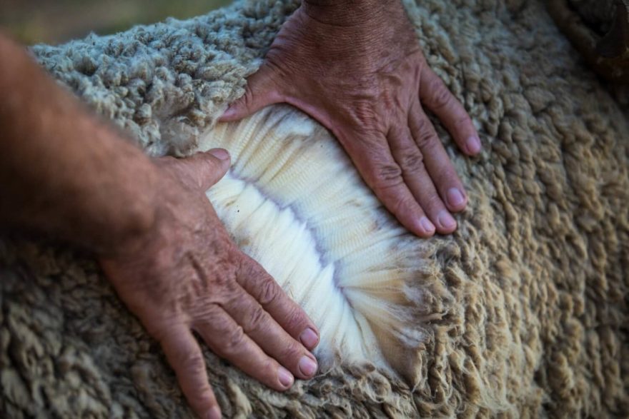 Tento typ vlny, získávaný z plemene ovcí jménem Merino, se vyznačuje schopností poskytnout maximální tepelný komfort.