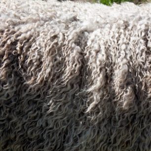 Ovce merino žijí ve vyšších nadmořských výškách, kde jsou vystavené vysokým teplotám v létě a silným mrazům v zimě.