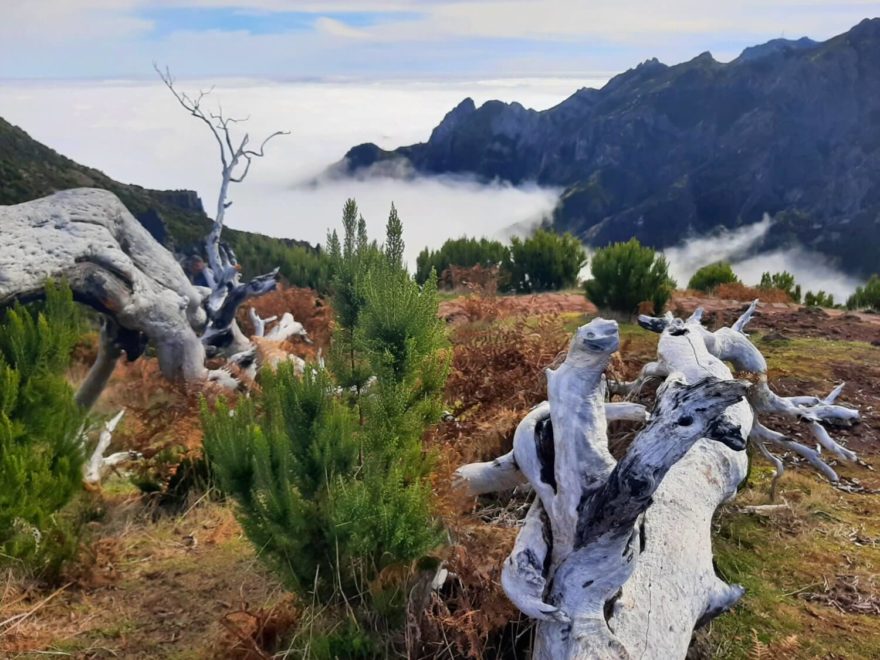 Při výstupu na Pico Ruivo, nejvyšší horu Madeiry, se díky inverzi často ocitnete nad mraky.