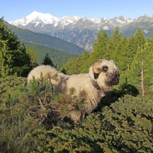 Na treku ve Švýcarsku jsme potkávali černonosé ovce.