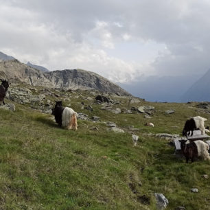 Na treku Tour de Suisse ve Švýcarsku jsme potkávali walliserské kozy