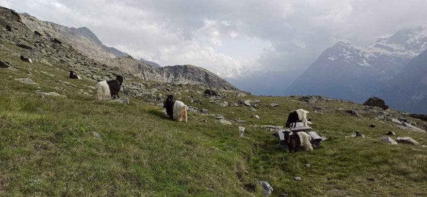 Na treku Tour de Suisse ve Švýcarsku jsme potkávali walliserské kozy