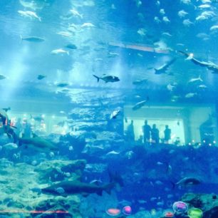Obří akvárium s podmořská zoo jsou jednou z atrakcí gigantického nákupního centra Dubai Mall.