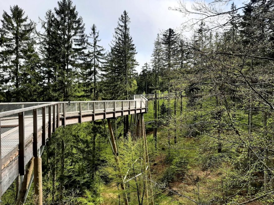 Stezka v korunách stromů Krkonoše