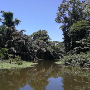 Přírodní kanály v oblasti karibského pobřeží s výskytem aligátorů. Kostarika