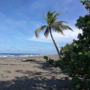 Chráněné pláže Karibiku slouží mimo jiné k rozmnožování želv. Tortuguera National Park, Kostarika.