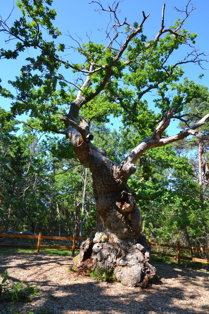 Přírodní rezervace Trolí les (Trollskogen) na severu ostrova Öland, Švédsko.