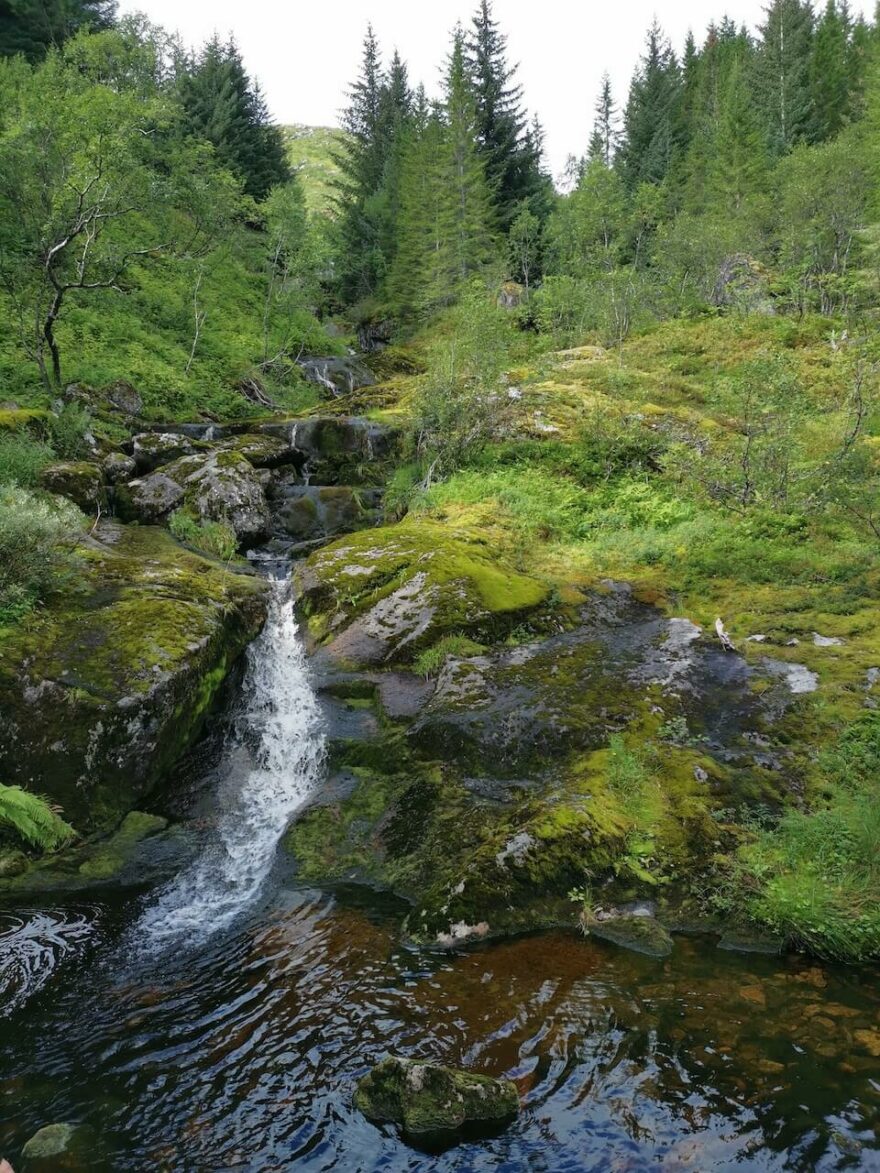 Ostrov Austvågøy pokrývají husté lesy. Lofoty, Norsko