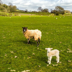 V národním parku Lake District žije přes tři milióny ovcí