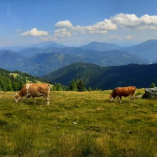 Pasoucí se stáda na okruhu kolem vrcholu Goldeck, Korutany, Alpy, Rakousko.