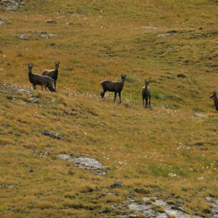 S kamzíky a zvláště s kozorožci se na treku Gran Paradiso setkáte doslova na každém kroku.