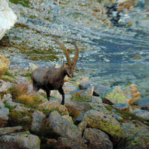 S kamzíky a zvláště s kozorožci se na treku Gran Paradiso setkáte doslova na každém kroku.