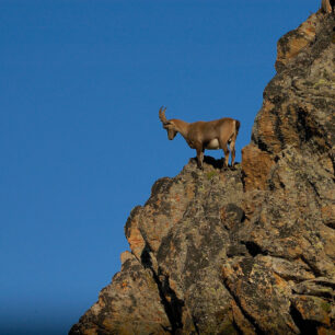 S kamzíky a zvláště s kozorožci se na treku Gran Paradiso setkáte doslova na každém kroku.