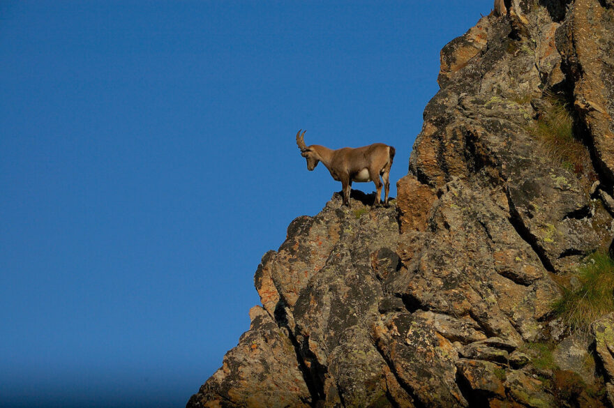 S kamzíky a zvláště s kozorožci se na treku Gran Paradiso setkáte doslova na každém kroku.