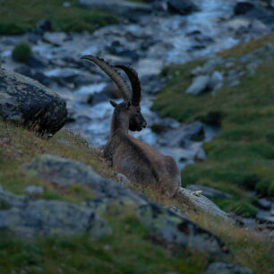 S kamzíky a zvláště s kozorožci se na treku Gran Paradiso setkáte doslova na každém kroku.