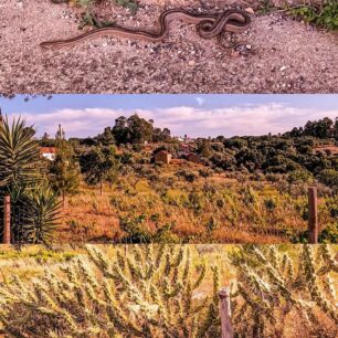 Putování Portugalskem od severu k jihu po dálkových trasách Svatojakubská cesta (Camino de Santiago) a Rota Vincentina