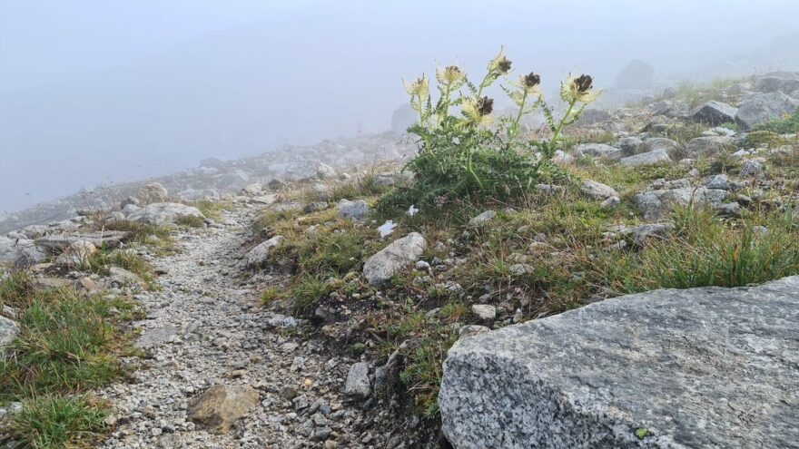 Alpská flóra na treku Peter Habeler Route