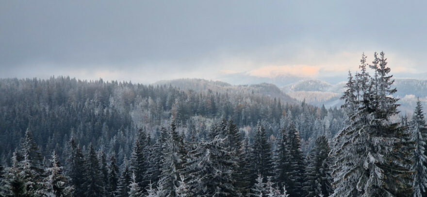 Horská krajina Volovských vrchů je z velké části zalesněná.
