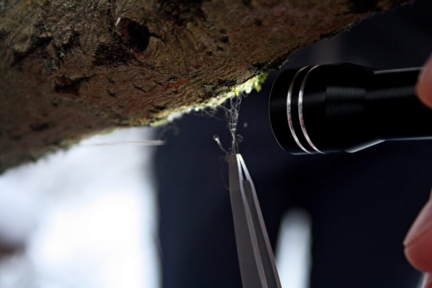 Odběr rysí srsti na genetickou analýzu