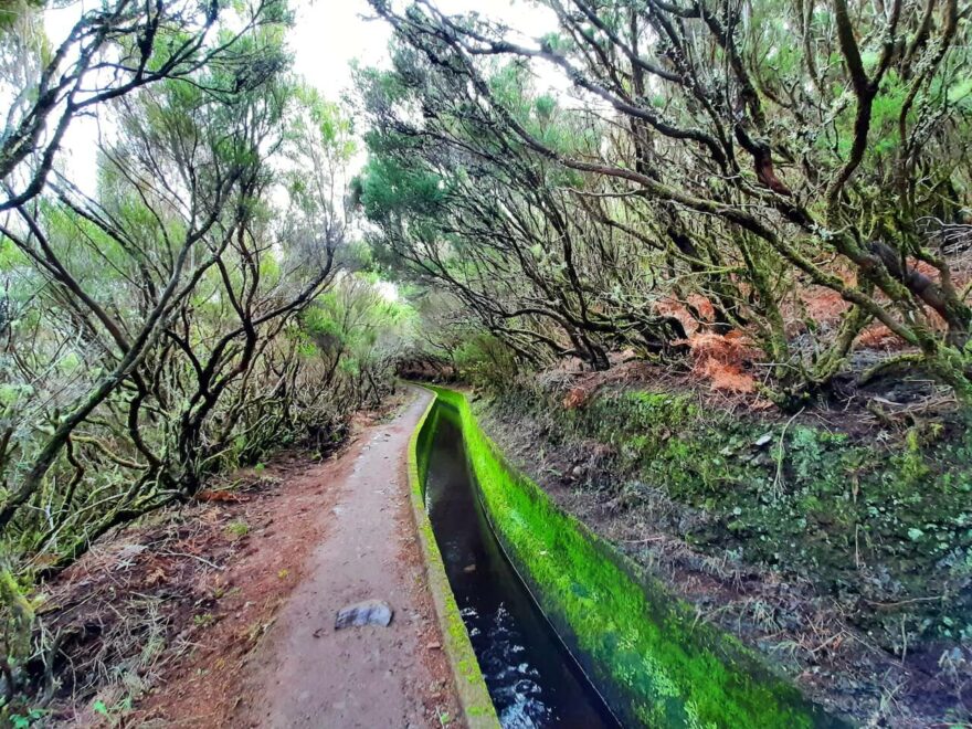 Levada do Alecrim: V oblasti Rabacal se dostanete podél levád do zeleného srdce ostrova Madeira.