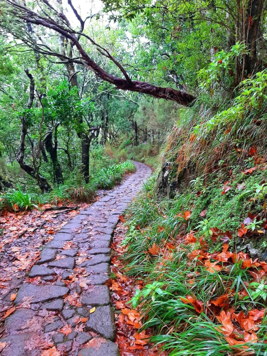 Levada do Furado poblíž horského sedla Portela. Madeira